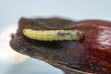 Borer larva (Cydia araucariae) of the pine nut fruit of Araucaria angustifolia
