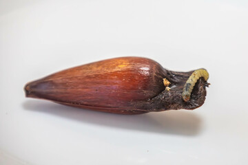Borer larva (Cydia araucariae) of the pine nut fruit of Araucaria angustifolia