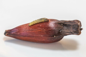Borer larva (Cydia araucariae) of the pine nut fruit of Araucaria angustifolia