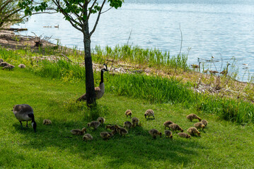 Canada Geese And Goslings On The Fox River Shoreline Near De Pere, Wisconsin, In Spring