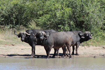 Obraz premium Kaffernbüffel / African buffalo / Syncerus caffer