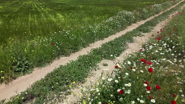 CAMINO CON FLORES Y SIEMBRA