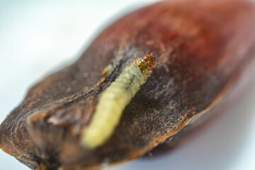 Borer larva (Cydia araucariae) of the pine nut fruit of Araucaria angustifolia