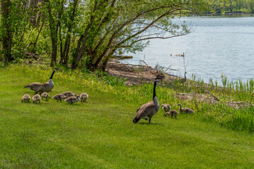 Canada Geese And Goslings On The Fox River Shoreline Near De Pere, Wisconsin, In Spring