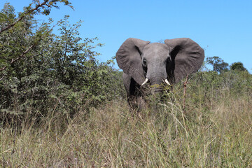 Afrikanischer Elefant / African elephant / Loxodonta africana