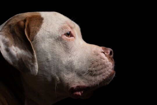 Close up profile portrait photo of the head of a large pitbull breed dog