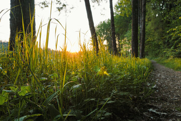 Fototapeta premium Close up of grass during sunset