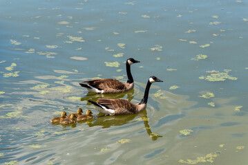 Canada Geese And Goslings Swimming On The Fox River Near De Pere, Wisconsin, In Spring