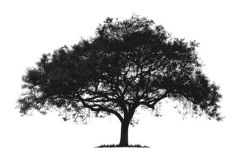 Silhouette of a large tree with sprawling branches, standing isolated against a transparent background. capturing the essence of nature's beauty.