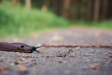 a slug on the ground