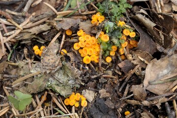 Orange cup fungus, Thelebolus terrestris, wild mushroom from Finland