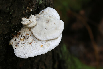 Postia stiptica, commonly known as bitter bracket fungus, wild polypore from Finland