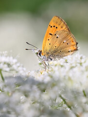 Lycaena virgaureae, known as Scarce copper butterfly, feeding on Cow Parsley, Anthriscus sylvestris