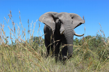 Fototapeta premium Afrikanischer Elefant / African elephant / Loxodonta africana