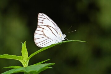 Obraz premium white butterfly in the wild life in the morning