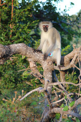 Grüne Meerkatze / Vervet monkey / Cercopithecus aethiops .