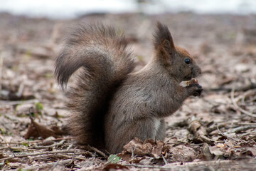 ナッツを食べるエゾリス