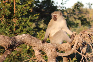 Grüne Meerkatze / Vervet monkey / Cercopithecus aethiops .