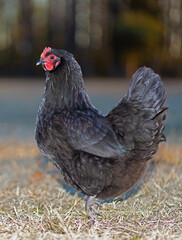 Forest behind a free ranging Australorp chicken hen