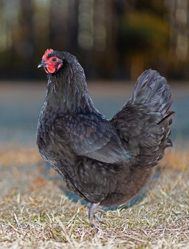Forest behind a free ranging Australorp chicken hen