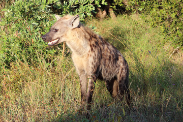 Tüpfelhyäne / Spotted hyaena / Crocuta crocuta...