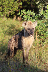 Tüpfelhyäne / Spotted hyaena / Crocuta crocuta...