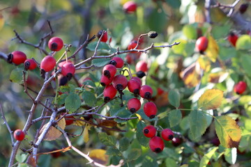 A rose hip grows and bears fruit in a city park in Israel.
