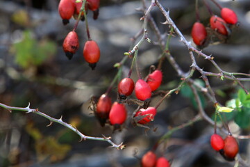 A rose hip grows and bears fruit in a city park in Israel.