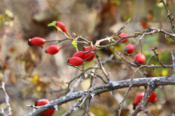 A rose hip grows and bears fruit in a city park in Israel.