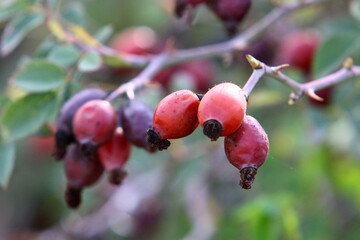 A rose hip grows and bears fruit in a city park in Israel.