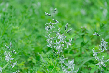 White flowers of drooping star bethlehem on meadow. Bells and buds  of ornithogalum nutans is...