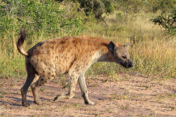 Tüpfelhyäne / Spotted hyaena / Crocuta crocuta.