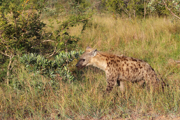 Tüpfelhyäne / Spotted hyaena / Crocuta crocuta...