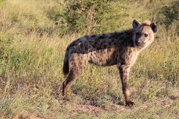 Tüpfelhyäne / Spotted hyaena / Crocuta crocuta...