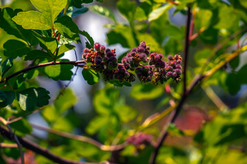 The fruit of Turpinia aromatica, also known as Rhus aromatica. The fruits are edible and have a...