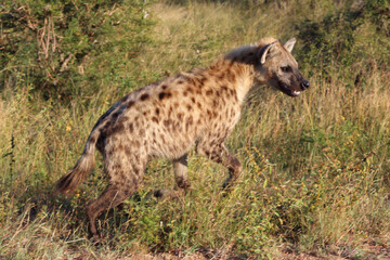 Tüpfelhyäne / Spotted hyaena / Crocuta crocuta....