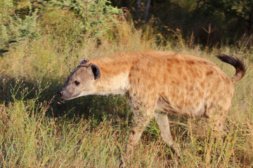 Tüpfelhyäne / Spotted hyaena / Crocuta crocuta