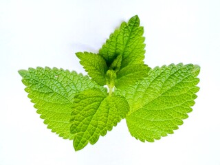 Lemon balms. Green leafs isolated on white background 