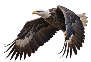 A bald eagle with its wings spread, soaring through the air . The eagle has a distinctive white head and tail, with a large hooked beak and sharp talons. The background is plain .