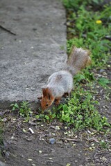 squirrel in the park