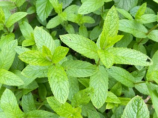 fresh mint leaves background 