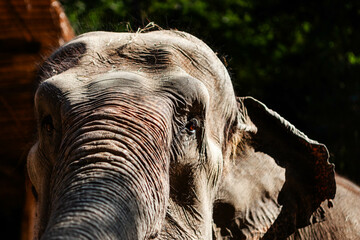 Elephant head. Close view of elephant face in Thailand near Chiang Mai.
