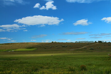 Obraz premium A field with a few trees