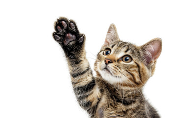 Cute tabby kitten reaching out with its paw in a playful gesture on a transparent background.