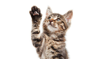 Obraz premium Cute tabby kitten raising paw playfully. Isolated on transparent background. perfect for pet-related designs and projects.