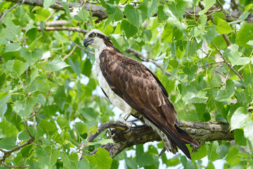 Summer Vista Of North American Osprey Sitting On Large Tree Branch