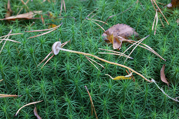 Obraz premium Hypholoma elongatum, commonly known as Sphagnum Brownie, wild mushroom from Finland