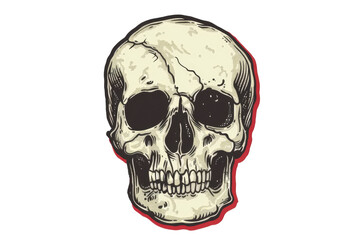 Fototapeta premium Vector illustration of a human skull with detailed shading and coloring on a transparent background, perfect for Halloween themes and decorations.