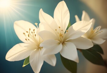 Fototapeta premium Jasmine flower closeup Realistic Light understand sun light significantly summer flower concept