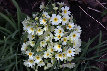 Schlüsselblume, Primel, Frühling, Blüten, Blumen
